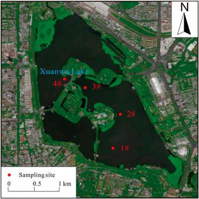 Phytoplankton community structure and water quality assessment in Xuanwu Lake, China